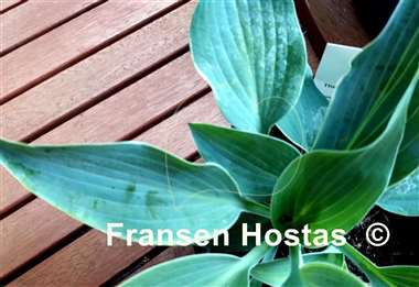 Hosta The Future King